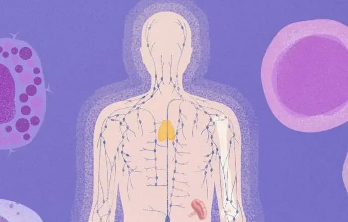 Por qué envejece el sistema inmunológico y cómo ralentizarlo