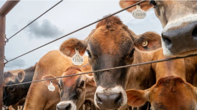 El USDA brinda nuevas ayudas para que ganaderos reconstruyan sus hatos de ganado