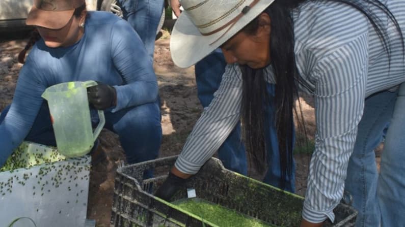 México libera 73.9 millones de moscas estériles para frenar plaga del gusano barrenador del ganado