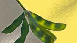 Nuevos pesticidas PFAS invaden nuestro sistema alimenticio y desatan un dilema