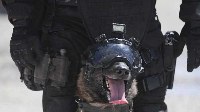 Perro de la Guardia Nacional encuentra cerca de 80 kilos de cocaína en un camión de tunas